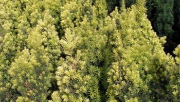 Cis pospolity (Taxus baccata) 'Fastigiata aurea'