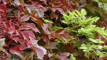 Winobluszcz pięciolistkowy odmiana murowa (Parthenocissus quinquefolia var. murorum) Winobluszcz pięciolistkowy odmiana murowa (Parthenocissus quinquefolia var. murorum)
