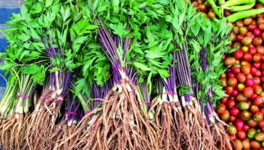 Dwuletnie siewki lubczyku przygotowane do sadzenia mają silne korzenie, które można jeść po ugotowaniu. Dwuletnie siewki lubczyku przygotowane do sadzenia mają silne korzenie, które można jeść po ugotowaniu.