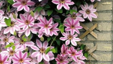 Powojniki, klematisy