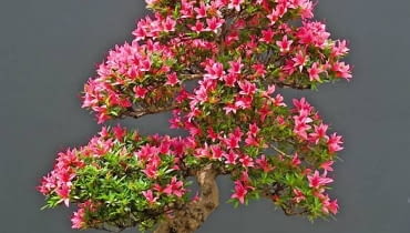 Drzewko bonsai uformowane z azalii najpiękniej wygląda w okresie kwitnienia Drzewko bonsai uformowane z azalii najpiękniej wygląda w okresie kwitnienia