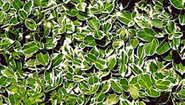 TRZMIELINA FORTUNEA EUONYMUS FORTUNEI ODMIANA EMERALD GAIETY KEZEW LISCIASTY ZIMOZIELONY