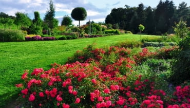 ROZLEGŁYM RABATOM z bylin i krzewów towarzyszą róże okrywowe, które kwitną aż do mrozów. ROZLEGŁYM RABATOM z bylin i krzewów towarzyszą róże okrywowe, które kwitną aż do mrozów.