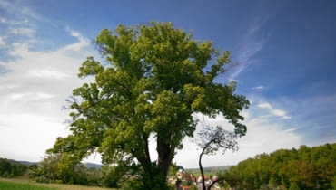 II miejsce - Lipa w Wambierzycach II miejsce - Lipa w Wambierzycach