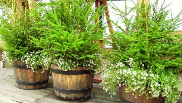 Jako doniczkowa choinka mogą nam posłużyć również tuje i cyprysiki Jako doniczkowa choinka mogą nam posłużyć również tuje i cyprysiki
