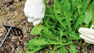 Mniszek lekarski, chwasty w ogrodzie Mniszek lekarski, chwasty w ogrodzie