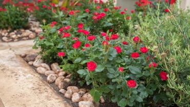 Róża ‘ZEPETI®’ syn. Meibenbino hod. Meilland Róża ‘ZEPETI®’ syn. Meibenbino hod. Meilland