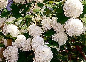 Kalina koralowa 'Roseum' (buldeneż). Kalina koralowa 'Roseum' (buldeneż).