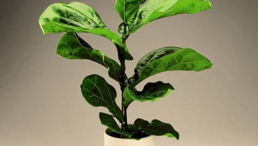 Fikus lirolistny - preparatem nabłyszczającym opryskujemy tylko górną powierzchnię liści Fikus lirolistny - preparatem nabłyszczającym opryskujemy tylko górną powierzchnię liści