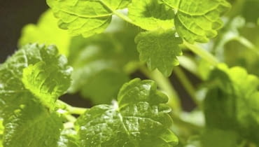 Melisa. Zioła 27.01.2008 WARSZAWA SESJA ZIOLA W KUCHNI NA ZDJECIU KUCHNIA ZIOLA MELISA LEKARSKA STYLIZACJA ANETA KOSIBA DLA CZASOPISMA CZTERY KATY FOT. ARKADIUSZ SCICHOCKI / AGENCJA GAZETA PUBLIKACJA CZTERY KATY NR 4 (198) - 4 2008 SLOWA KLUCZOWE: ROSLINY ZIOLA ZYWNOSC ZDJĘCIE DO WKŁADKI: PUBLIKACJA CZTERY KATY NR 4 (198) - 4 2008