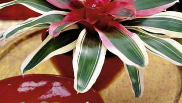 NEOREGELIA Tworzy płaskie rozety. Dzięki paskowanym liściom wygląda atrakcyjnie także wtedy, gdy nie kwitnie. Nie jest zbyt kapryśna. Na zdjęciu odmiana 'Madame'.