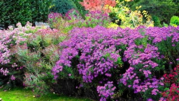 Pielęgnacja ogrodu Pielęgnacja ogrodu