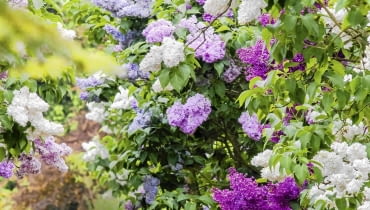 Ta lilakowa aleja daje pełny przegląd gamy kolorystycznej tych krzewów. Niektóre okazy zostały tu zaszczepine kilkoma odmianami, stąd tak duża różnorodność ich kwiatów. SLOWA KLUCZOWE: KORNIK ARBORETUM lilak syringa pion vertical