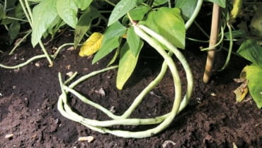 19.08.2008 WARSZAWA POLE DOSWIADCZALNE SGGW WARZYWA DLA MIESIECZNIKA OGRODY