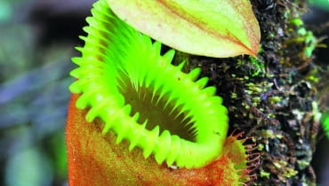 Barwna klapka na szczycie 'dzbanka' i jego karbowana krawędź wyglądają efektownie, a w istocie służą do polowania na owady. Barwna klapka na szczycie 'dzbanka' i jego karbowana krawędź wyglądają efektownie, a w istocie służą do polowania na owady.