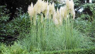 Kortaderia (zwana trawą pampasową) kwitnie jesienią i jest wówczas gwiazdą ogrodów. Ale liście też ma urokliwe Kortaderia (zwana trawą pampasową) kwitnie jesienią i jest wówczas gwiazdą ogrodów. Ale liście też ma urokliwe