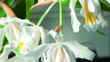 Kapturzyk grzebieniasty tworzy liczne białe, delikatnie pachnące kwiaty. Tylko warżka (dolny płatek) ma żółte plamki. Kapturzyk grzebieniasty tworzy liczne białe, delikatnie pachnące kwiaty. Tylko warżka (dolny płatek) ma żółte plamki.