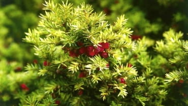 Cis CIS POSPOLITY TAXUS BACCATA ODMIANA DOVASTONII AUREA KRZEW IGLASTY FOT. PAWEL SLOMCZYNSKI / AGENCJA GAZETA SLAJD MALY PUBLIKACJA OGRODY NR 2 (70) - 2.2005