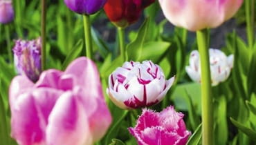 Kwiaty cebulowe. Cebulki wykopywane po kwitnieniu są zdrowsze i silniejsze