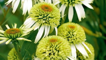 Jeżówka purpurowa - Echinacea purpurea 'Alba' Jeżówka purpurowa - Echinacea purpurea 'Alba'