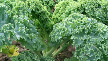 Jarmuż ma dekoracyjne liście i man mnóstwo witamin. Jarmuż ma dekoracyjne liście i man mnóstwo witamin.