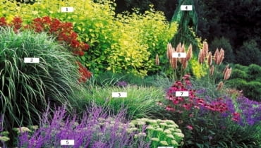 Rabata z miskantami Rabata z miskantami