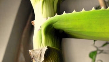 Aloes traci liście - najprawdopodobniej podłoże jest za bardzo ścisłe i za długo utrzymuje wilgoć