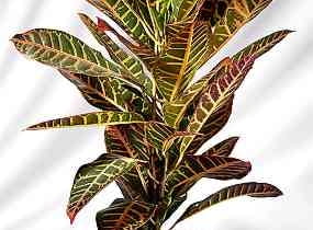 19.03.2003 KROTON FOT. MICHAL MUTOR / AGENCJA GAZETA