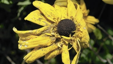 Szara pleśń Szara pleśń