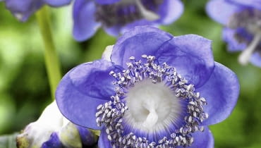 01A95P8U - Deinanthe caerulea