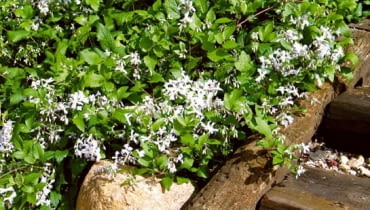 Powojnik (<i>Clematis x jouiniana 'Praecox'</i>) zastosowany jako roślina okrywowa - uniemożliwia wzrost chwastów. OGROD - POWOJNIK CLEMATIS JOUINIANA PRACECOX FOT. JERZY ROMANOWSKI PUBLIKACJA LADNY DOM NR 4 (66) - 4.2004