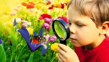 Irysy, kosaćce. Irysy, kosaćce.