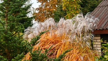 Miscanthus sinensis 'Memory' Miscanthus sinensis 'Memory'