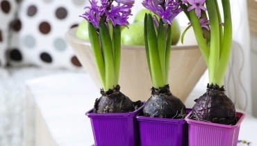 GDY KWIATY ZASCHNĄ, pozostawmy liście, by w cebuli mogły się gromadzić substancje zapasowe. GDY KWIATY ZASCHNĄ, pozostawmy liście, by w cebuli mogły się gromadzić substancje zapasowe.