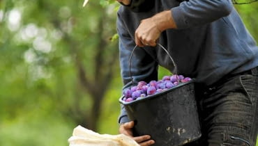 Jesień to czas zbiorów Jesień to czas zbiorów