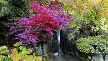 UWAGA ! PUBLIKACJA WYLACZNIE PO UZYSKANIU ZGODY REDAKCJI OGRODOW JESIEN , OGROD PRYWATNY W STYLU JAPONSKIM ; WLASCICIEL - EDWARD MAJCHER NZ DRZEWO - KLON , OCZKO WODNE , WODOSPAD FOT. LILIANNA SOKOLOWSKA PUBLIKACJA OGRODY NR 11 (151) - 11 2011 SLOWA KLUCZOWE: OGROD PRZYRODA DRZEWA JESIEN WODA ROSLINA XNO ZDJĘCIE DO WKŁADKI: PUBLIKACJA OGRODY NR 11 (151) - CZASOPISMA