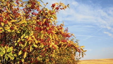 1. Trzmielina pospolita (Euonymus europaeus) Krzew tworzy efektowne różowe owoce z nasionami w pomarańczowej osnówce. a w nich pakiet szkodliwych glikozydów (m.in. ewobiozyd i ewomonozyd). Zatrucie objawia się czasem po kilkunastu godzinach. Występują osłabienie, wymioty, biegunka, dreszcze, nierzadko paraliż, a zjedzenie przez dorosłego człowieka 35 owoców może spowodować zgon. Natomiast ptakom, które je jedzą, toksyny nie szkodzą. 1. Trzmielina pospolita (Euonymus europaeus) Krzew tworzy efektowne różowe owoce z nasionami w pomarańczowej osnówce. a w nich pakiet szkodliwych glikozydów (m.in. ewobiozyd i ewomonozyd). Zatrucie objawia się czasem po kilkunastu godzinach. Występują osłabienie, wymioty, biegunka, dreszcze, nierzadko paraliż, a zjedzenie przez dorosłego człowieka 35 owoców może spowodować zgon. Natomiast ptakom, które je jedzą, toksyny nie szkodzą.