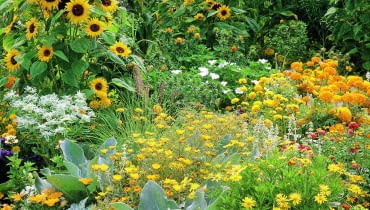 Sommerblumenbeet mit einjhrigen Sommerblumen (helianthus annuus) wie Sonnenblumen und Studentenblumen (tagetes) in Gelbtnen.