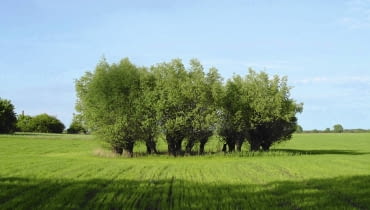 wierzba iwa 18.05.2003 TUCHOLA DRZEWA LISCIASTE WIERZBA IWA SALIX CAPREA KEPA DRZEW ROSNACA WOKOL STAWU FOT PAWEL SLOMCZYNSKI / AGENCJA GAZETA PUBLIKACJA OGRODY NR 3 (83) - 3.2006 SLOWA KLUCZOWE: DRZEWA ZDJĘCIE DO WKŁADKI: PUBLIKACJA OGRODY NR 3 (83) - CZASOPISMA