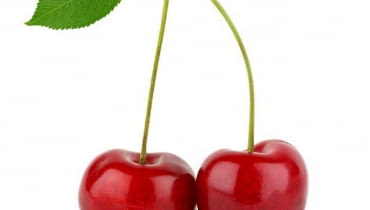 Wiśnia. Aby drzewo owocowało, musi być dobrze odżywione Wiśnia. Aby drzewo owocowało, musi być dobrze odżywione