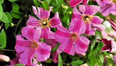 Powojnik 'Krakowiak'