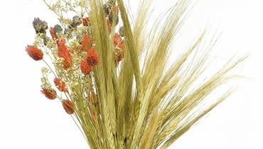 Nie pozwólmy latu odejść na tak długo. Zachowajmy wspomnienie o nim nie tylko w fotograficznych albumach, ale także w... wazonach. Przygotujmy suche bukiety - niech przez resztę roku przypominają o słońcu i wakacjach. <BR />Suszyć można w zasadzie wszystko, co wpadnie nam w ręce w ogrodzie lub na łące. Oprócz gatunków wspomnianych niżej - m.in. róże, suchołuski, ostróżki, zatrwiany, wrotycz, krwawniki, wieczniki, chabry, celozję, czarnuszkę damasceńską, rozchodniki i oczywiście trawy i zboża. <BR />Czas zbierania. Kwiaty nie powinny być zupełnie rozwinięte, trawy ścinamy przed pyleniem (warto więc zebrać je we wcześniejszych miesiącach). Nie zrywajmy roślin w deszczowe dni ani o poranku, gdy jest rosa, bo wtedy zgniją. <BR />Metody suszenia. Najprostsza jest tzw. zielarska: rośliny związane w pęczki wieszamy do góry nogami w przewiewnym, zacienionym miejscu (w słońcu szybko zblakną kolory). Gatunki o sztywnych pędach (m.in. pałka wodna, czosnek) dobrze zaschną w naturalnej pozycji. Inne (np. gipsówkę, lawendę, hortensję) można zostawić w wazonie z niewielką ilością wody. Paprocie i trawy przekładamy bibułką i obciążamy grubą książką. Inne metody są bardziej pracochłonne. Pojedyncze koszyczki kwiatów (np. kacanek), szyszki i strąki suszy się na rozpiętej siatce lub firance. Jeżeli zależy nam na zachowaniu kształtu i koloru dużych kwiatów (dalia, malwa, róże), wstawiamy je do pojemnika łodygami do góry i zasypujemy piaskiem. <BR />Utrwalanie. Najlepiej zrobić to w roztworze składającym się mniej więcej z 2/3 wody i 1/3 gliceryny (kąpiel powinna trwać 5-7 dni). Tak zakonserwowane rośliny nie będą się kruszyć ani łamać, zachowają również kolory (przebarwią się tylko zielone części).