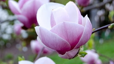 Magnolia Soulangeana 'Lennei' Magnolia Soulangeana 'Lennei'