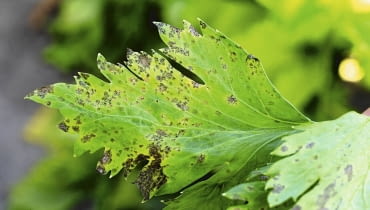 Septorioza na liściach selera. Anna Kulikowska