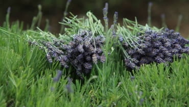 Lawenda - pięknie pachnie, odpręża i uspokaja 26.06.2008 NOWE KAWKOWO KOLO OLSZTYNA , GOSPODARSTWO AGROTURYSTYCZNE , LAWENDOWE POLE JOANNY POSOCH , LAWENDOWE ZNIWA . FOT. TOMASZ WASZCZUK / AGENCJA GAZETA