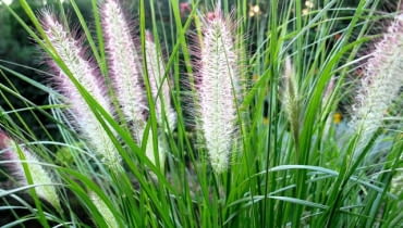 Rozplenica japońska należy do średnio wysokich gatunków (do 1,5 m). Niezwykle odporna na mróz. Puszyste wiechy pojawiają się pod koniec lata. OGROD RABATA TRAWA ROZPLENICA JAPONSKA