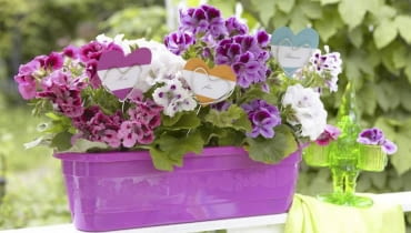 Kompozycja na balkon Pflanzensticker in Herzform in lila Geranienkasten SLOWA KLUCZOWE: Balkon Balkonblume Balkonblumen Balustrade Blume Blumenkasten Blumenkästen Blumensticker Dekoration Geländer Geranie Geranien Herz Herzen Holzstab Holzstäbchen Idee Pelargonium Pflanzensticker Sommer Sommerbalkon Sommerblume Sommerterrasse Sticker Sticks Terrasse floral lila violett Niemand *** Local Caption *** 00096541