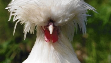 Głowę kury rasy rasy sułtanka zdobi efektowny czub z piór KOGUT RASA BIALOCZOB POLSKI BIALY KURA PTAK ZWIERZE DROB OZDOBNY FOT. WLADYSLAW KWIATKOWSKI PUBLIKACJA KWIETNIK NR 8 (104) - 8.2003 SLOWA KLUCZOWE: PTAKI ROLNICTWO ZDJĘCIE DO WKŁADKI: PUBLIKACJA KWIETNIK NR 8 (104) - CZASOPISMA