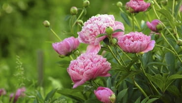 Aby piwonia kwitła obficie, trzeba posadzić ją niezbyt głęboko w żyznej ziemi i regularnie podlewać. Aby piwonia kwitła obficie, trzeba posadzić ją niezbyt głęboko w żyznej ziemi i regularnie podlewać.