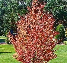 Na stanowiskach mocno nasłonecznionych, grójeczniki w drugiej połowie lata przebarwiają się na ceglastoróżowy kolor. W takich miejscach rosną jednak słabiej niż w zacisznym cieniu wysokich drzew. Na stanowiskach mocno nasłonecznionych, grójeczniki w drugiej połowie lata przebarwiają się na ceglastoróżowy kolor. W takich miejscach rosną jednak słabiej niż w zacisznym cieniu wysokich drzew.